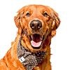 Air Bud Kobe