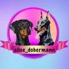 Alice_dobermann