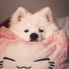 Babybearyuki