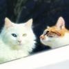 lily & bean 🐈🇨🇦