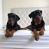 BOZ AND LOLA