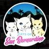catsofsanbernardino