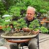 David Easterbrook Bonsai