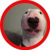 doggomusicvideo