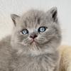 bkh.kitten