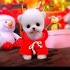 Pets_Dogs/Cats Lover