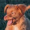 FalcoTheToller
