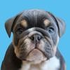 Franki The Bulldog