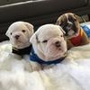 gonzalezempirebullie