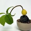 Just Plants