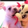 tinyminifrenchi