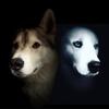 Loki and Dante