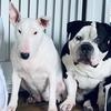 Luna And Bear