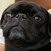 Miss Luna The Pug