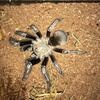 🕷 MMK Exotics 🕷