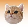 Papaya the Cat