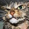 Parole de Chat