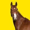 EL CABALLO DE TIKTOK