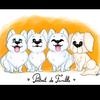 Samoyede golden