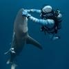 Discover sharks