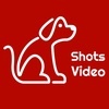 Shotevideoanimal