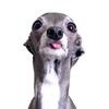 tikatheiggy