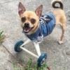 TurboRoo the 2Legged Chihuahua