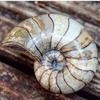 yorkshire.fossils
